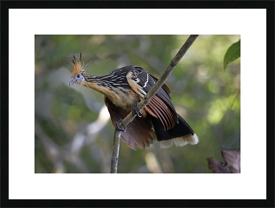 Hoatzin Opisthocomus hoazin on a branch La Selva Jungle Eco Lodge Amazon Basin Ecuador
 Picture Frame print