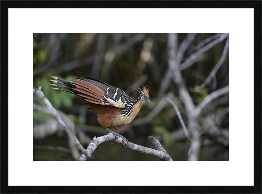 Hoatzin Opisthocomus hoazin on a branch over Lake Garzacocha La Selva Jungle Eco Lodge Amazon Basin Ecuador
 Picture Frame print