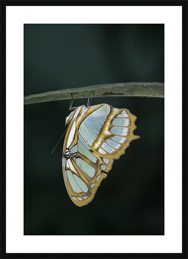 Butterfly at the La Selva Jungle Lodge butterfly farm Amazon Ecuador Picture Frame print