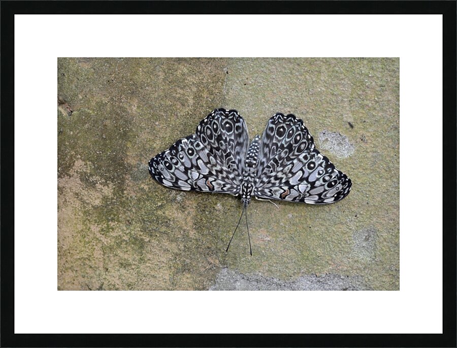 Feronia Cracker  Butterfly Hamadryas feronia Amazon Ecuador Picture Frame print