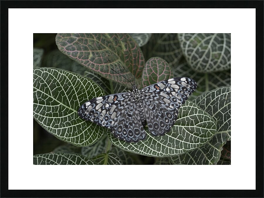 Feronia Cracker  Butterfly Hamadryas feronia Amazon Ecuador Picture Frame print