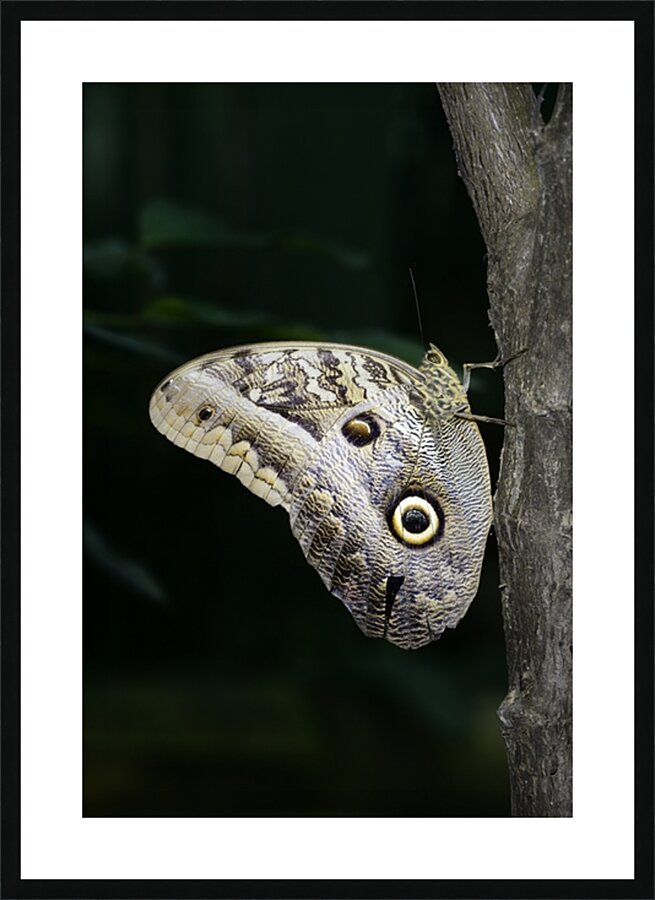 Owl butterfly Caligo idomeneus at the La Selva Jungle Lodge  Amazon Ecuador Picture Frame print