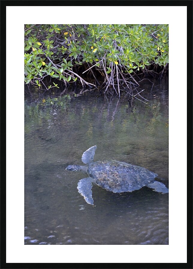 Galapagos green turtle Chelonia mydas agassisi Elizabeth Bay Isabela Island Galapagos Islands Ecuador Picture Frame print