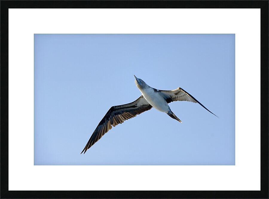 Blue footed Booby Sula nebouxii Punta Moreno Isabela Island Galapagos Islands Ecuador Picture Frame print