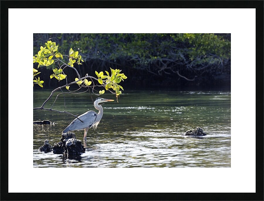 Great Blue Heron Ardea herodias Elizabeth Bay Isabela Island Galapagos Islands Ecuador Picture Frame print
