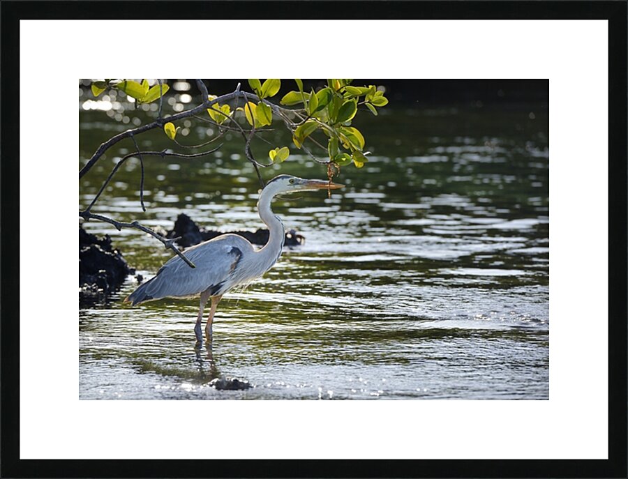 Great Blue Heron Ardea herodias Elizabeth Bay Isabela Island Galapagos Islands Ecuador Picture Frame print