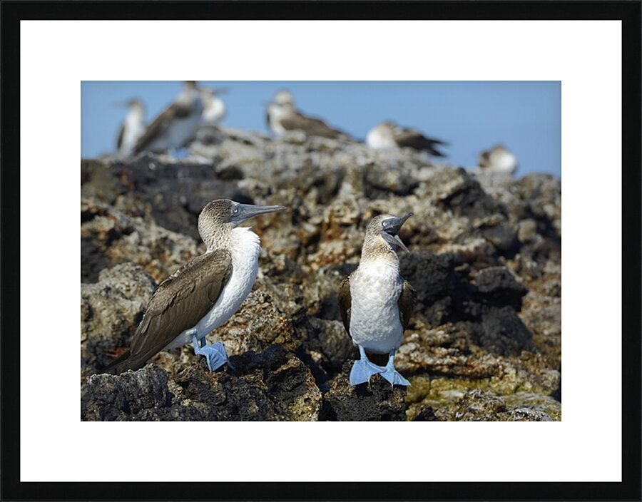 Blue footed Booby Sula nebouxii Punta Moreno Isabela Island Galapagos Islands Ecuador Picture Frame print
