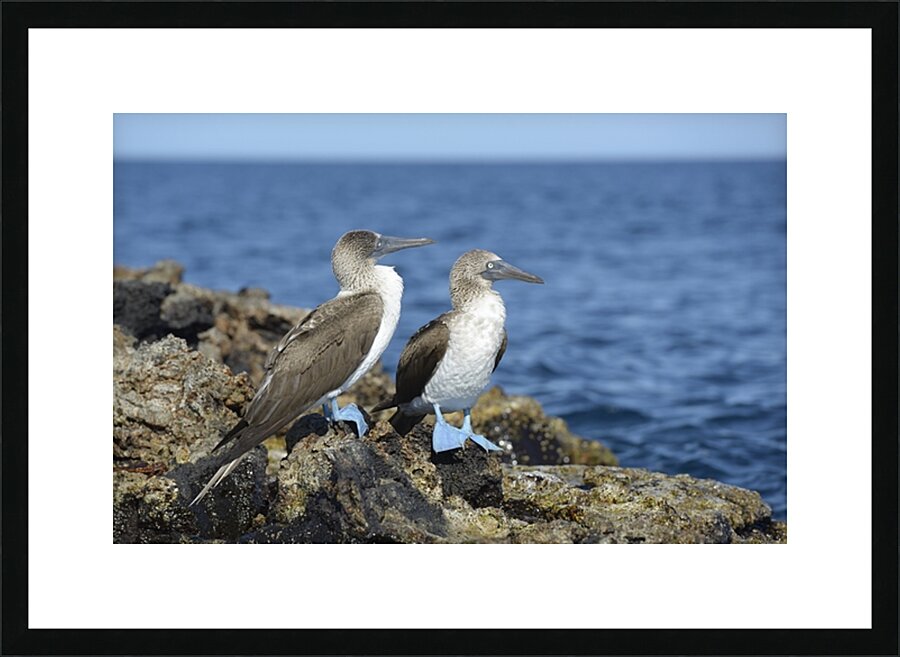Blue footed Booby Sula nebouxii Punta Moreno Isabela Island Galapagos Islands Ecuador Picture Frame print