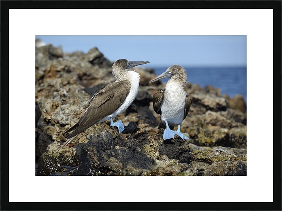 Blue footed Booby Sula nebouxii Punta Moreno Isabela Island Galapagos Islands Ecuador Picture Frame print