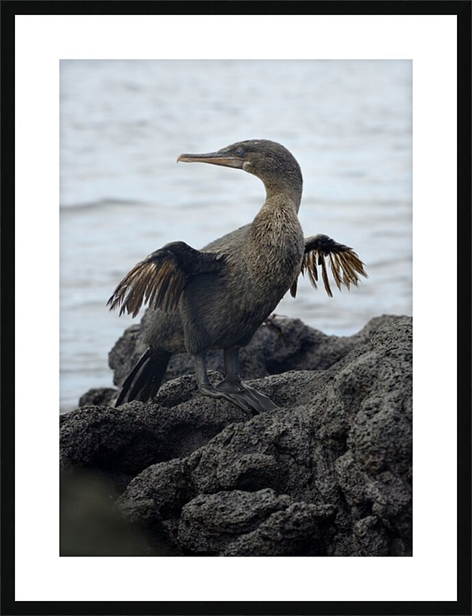 Flightless Cormorant or Galapagos Cormorant Phalacrocorax harrisi Urbina Bay Isabela Island Galapagos Islands Ecuador Picture Frame print