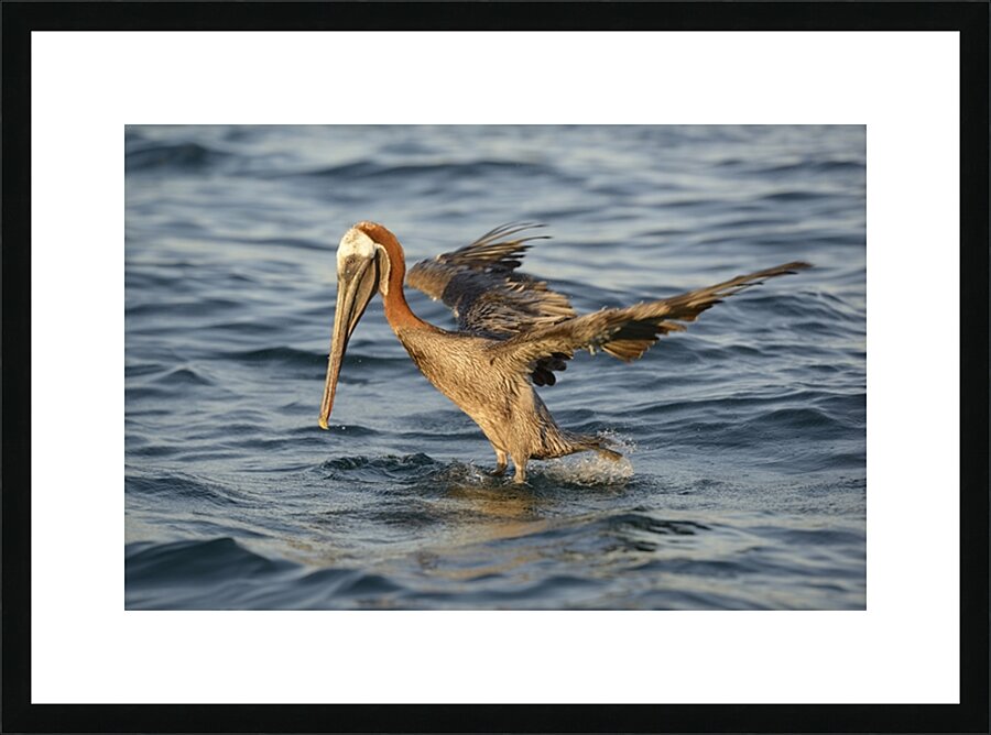 Brown Pelican Pelecanus occidentalis Elizabeth Bay Isabela Island Galapagos Islands Ecuador Picture Frame print
