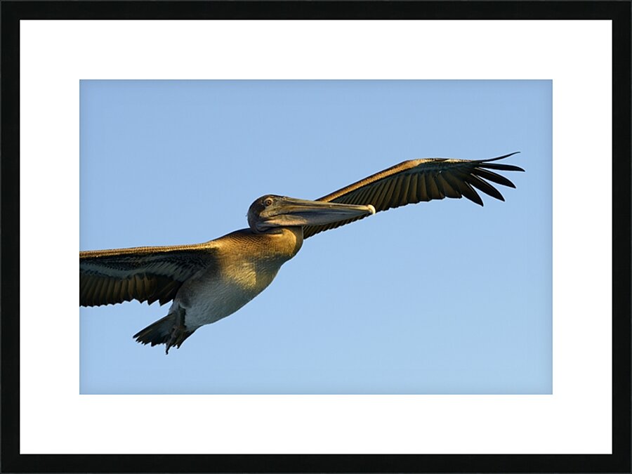 Brown Pelican Pelecanus occidentalis Elizabeth Bay Isabela Island Galapagos Islands Ecuador Picture Frame print