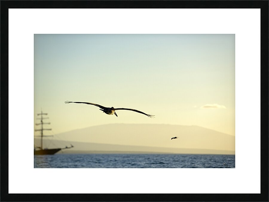 Brown Pelican Pelecanus occidentalis Elizabeth Bay Isabela Island Galapagos Islands Ecuador Picture Frame print