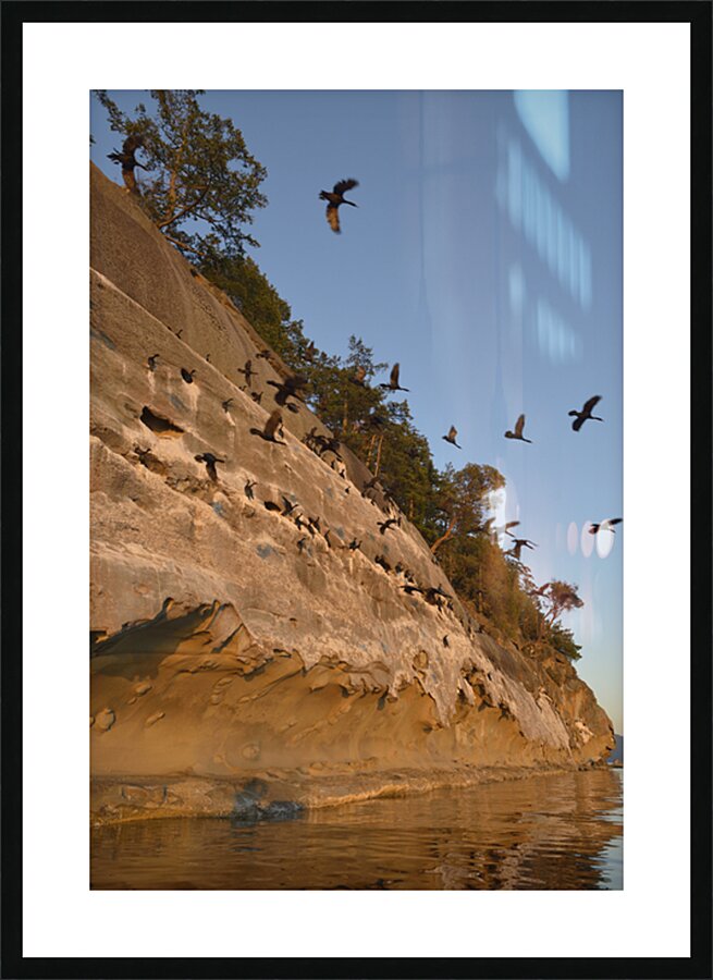 CORMORANTS FLYING ABOVE SCULPTED SANDSTONE CLIFFS Picture Frame print