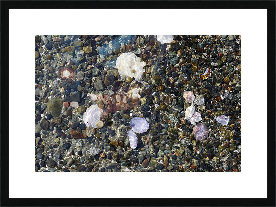 Detail image of rocks and shells on the beach Picture Frame print