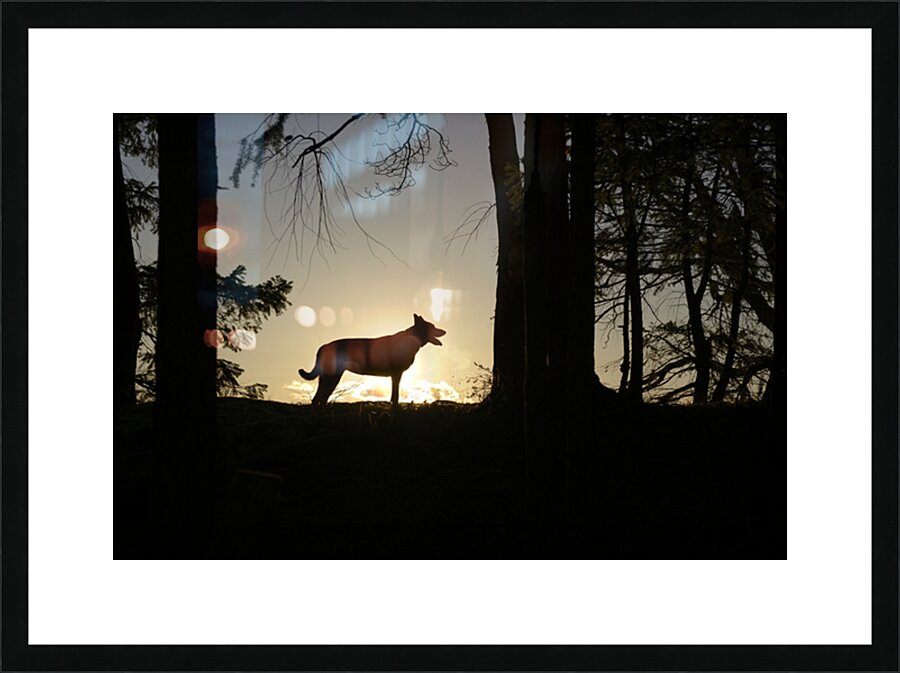 Large dog silhouetted at sunset - Wallace Island Picture Frame print