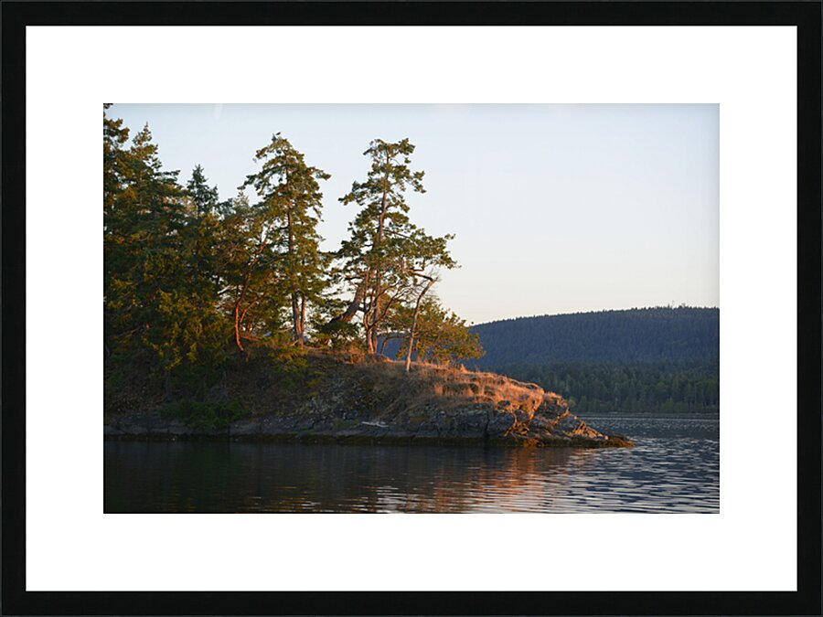 Arbutus and fir trees on the point at Conover Cove Picture Frame print