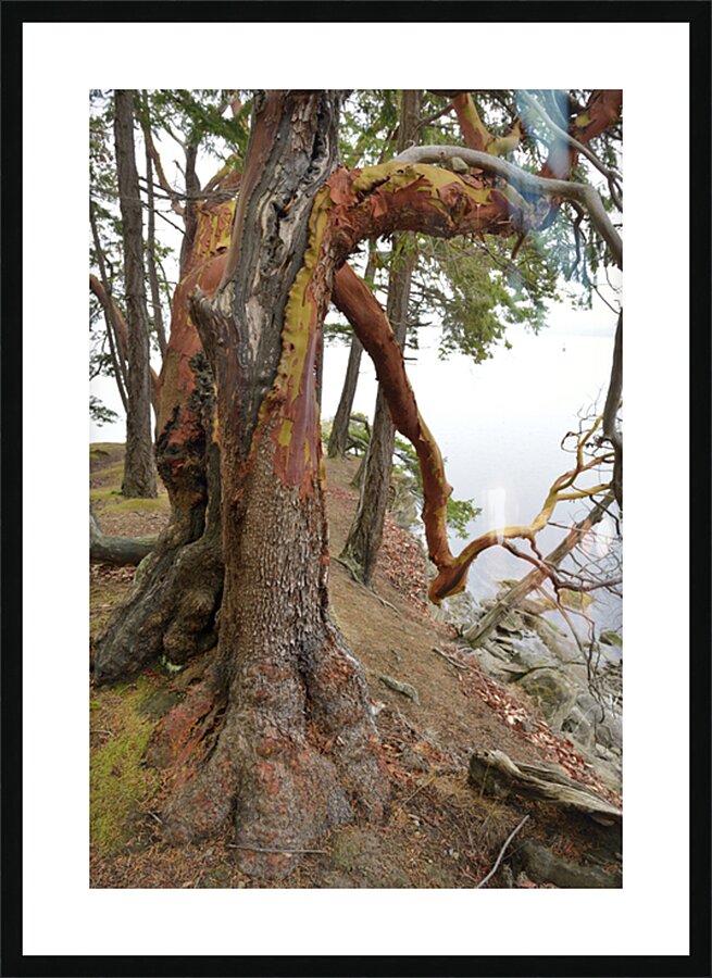 Arbutus tree at Panther Point  Picture Frame print