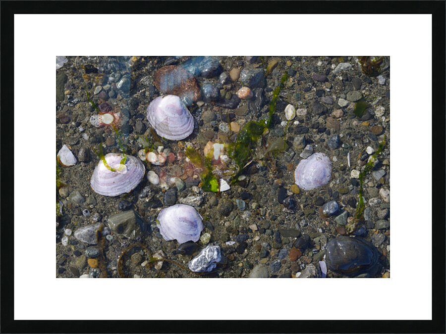 Sea shells - Spencer Spit  Picture Frame print