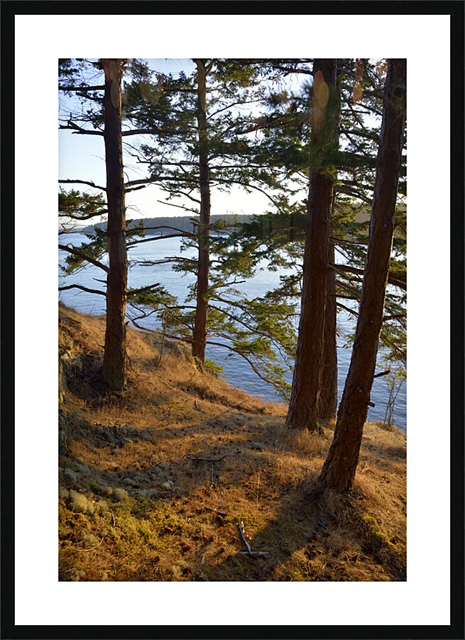 Fir trees on a grassy hillside. James Island Picture Frame print