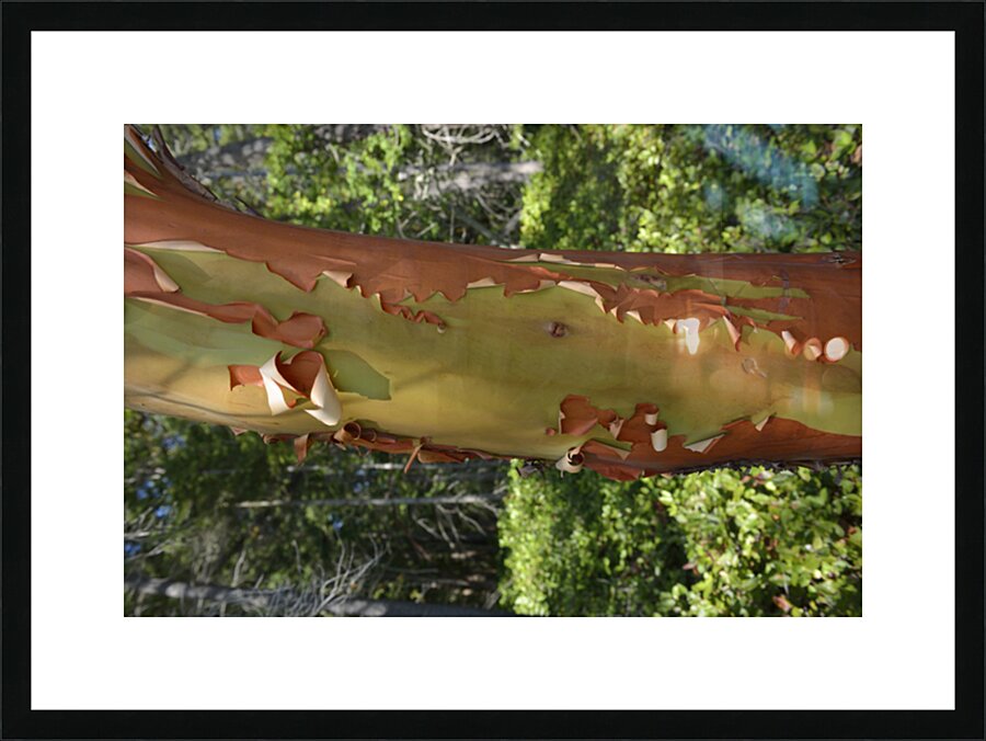 Madrona tree trunk with peeling bark Picture Frame print
