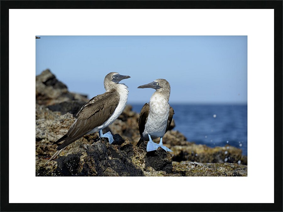 Blue-footed Booby Sula nebouxii on rocks Punta Moreno Isabela Island Galapagos Islands Ecuador Picture Frame print