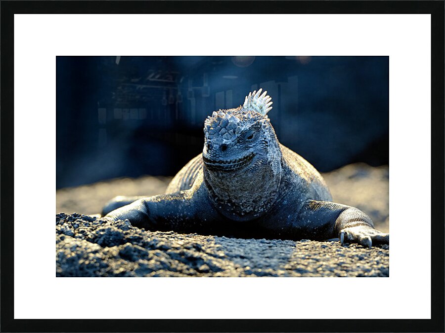 Marine Iguana perched on the rocks Punta Espinosa Picture Frame print