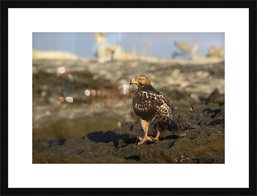 Galapagos Hawk Buteo galapagoensis perched on lava Picture Frame print