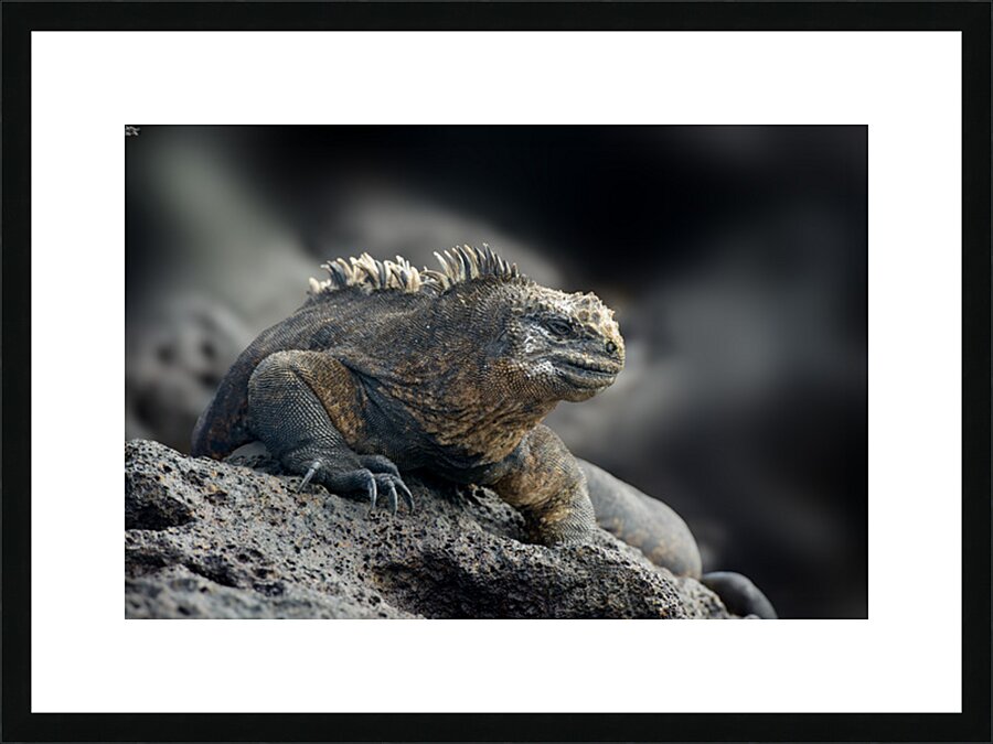 KO EC 9612 Picture Frame print