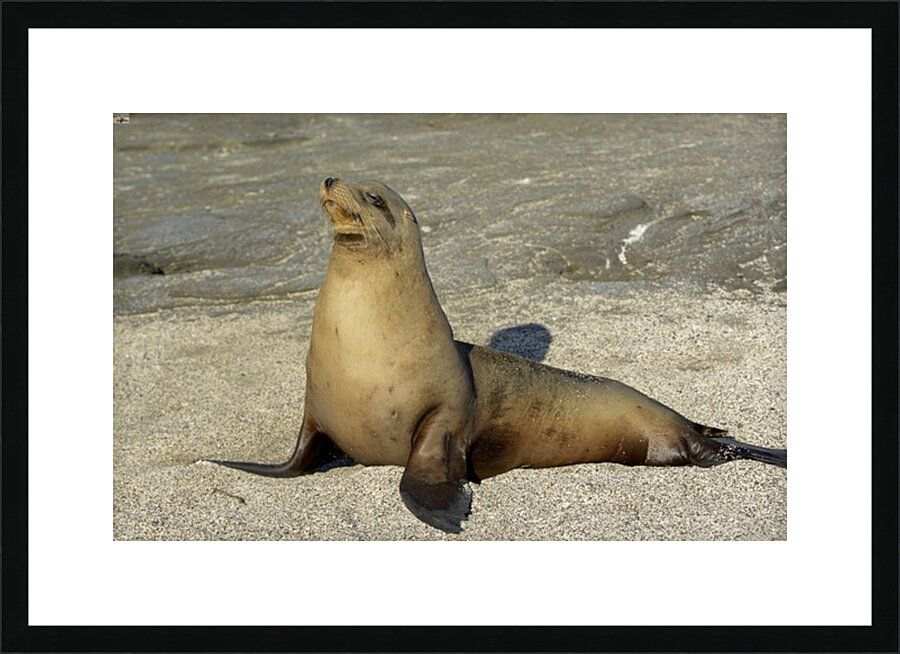 KO EC 13710 Picture Frame print