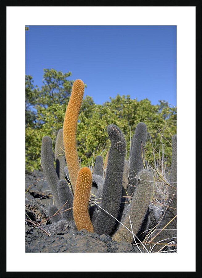 KO EC 8313 Picture Frame print