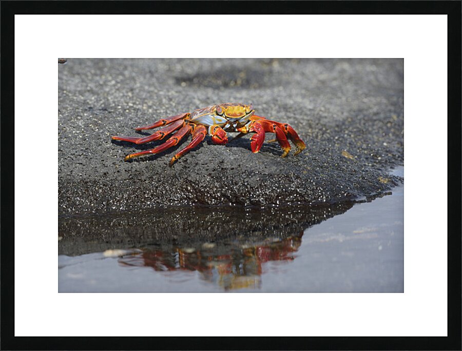 KO EC 10178 Picture Frame print