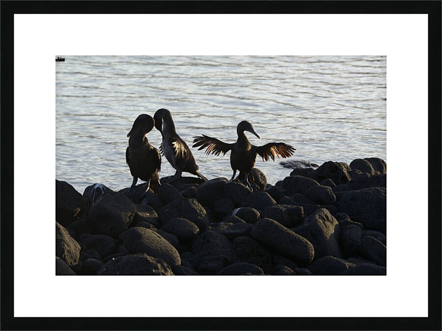 Flightless Cormorants Phalacrocorax harrisi stretching their wings. Punta Espinosa. Fernandina Island. Galapagos Islands. Ecuador Picture Frame print
