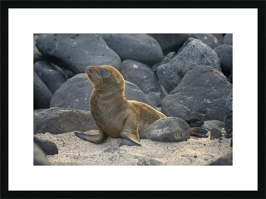 KO EC 14065 Picture Frame print