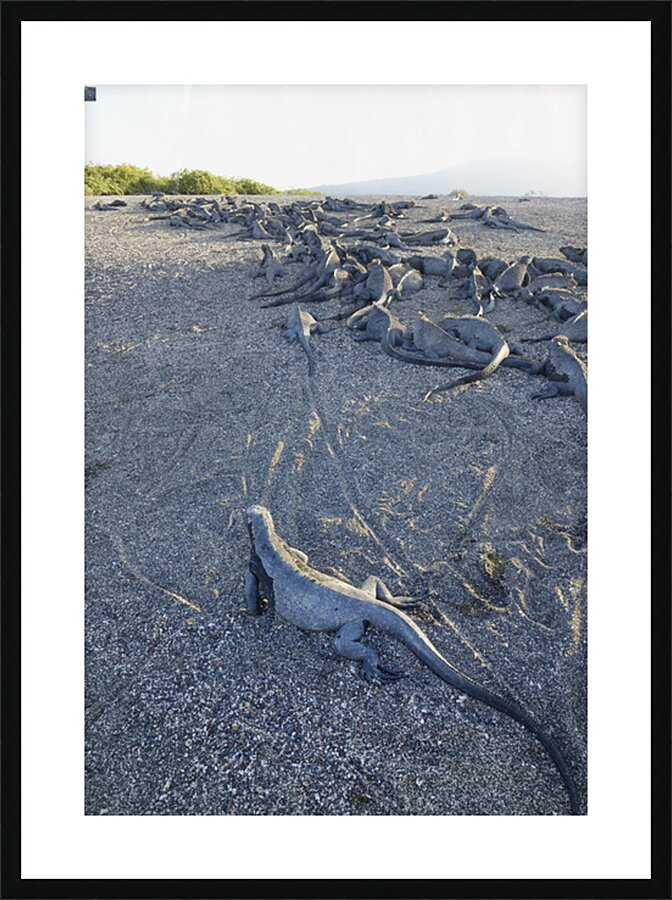 Group of Marine Iguanas on the sand. Punta Espinosa. Fernandina Island. Galapagos Islands. Ecuador Picture Frame print