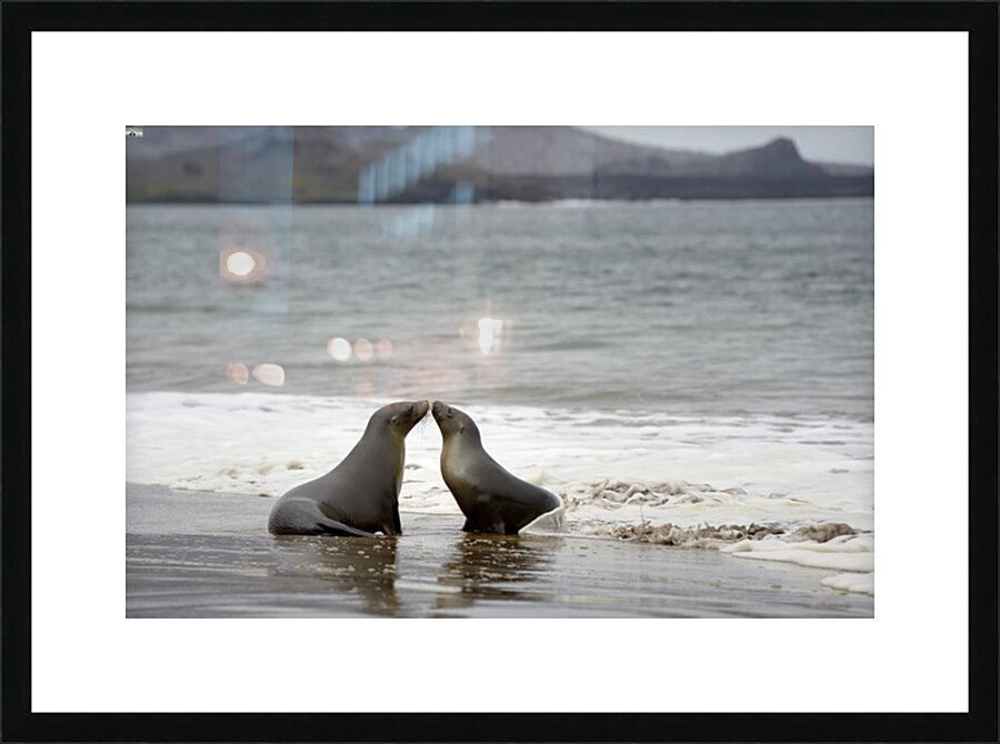 Galapagos sea lions Zalophus wollebaeki playing in the waves on Playa Espumilla. Santiago Island. Galapagos Islands. Ecuador Picture Frame print