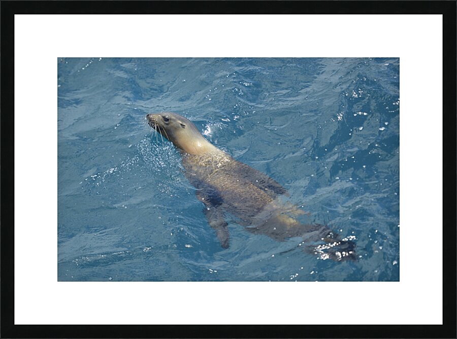 Galapagos sea lion Zalophus wollebaeki swimming in the ocean Floreana Island Galapagos Islands Ecuador Picture Frame print