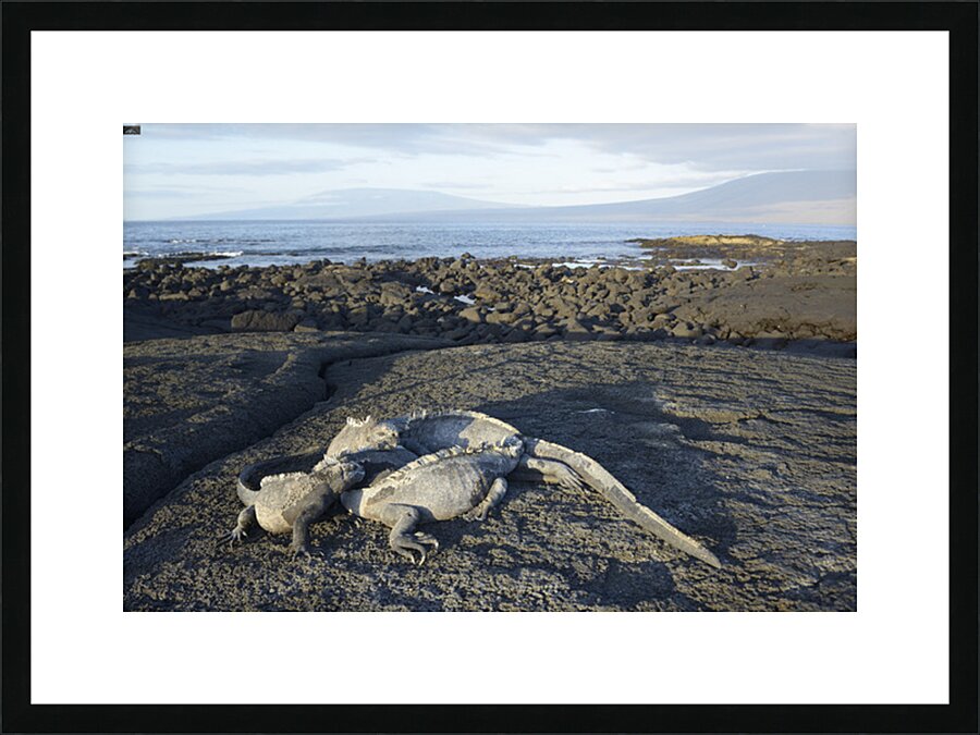 KO EC 10853 Picture Frame print