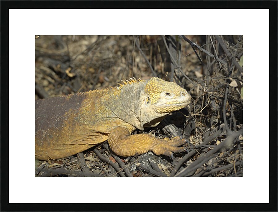 Galapagos land iguana. Isabela Island. Galapagos Islands. Ecuador Picture Frame print