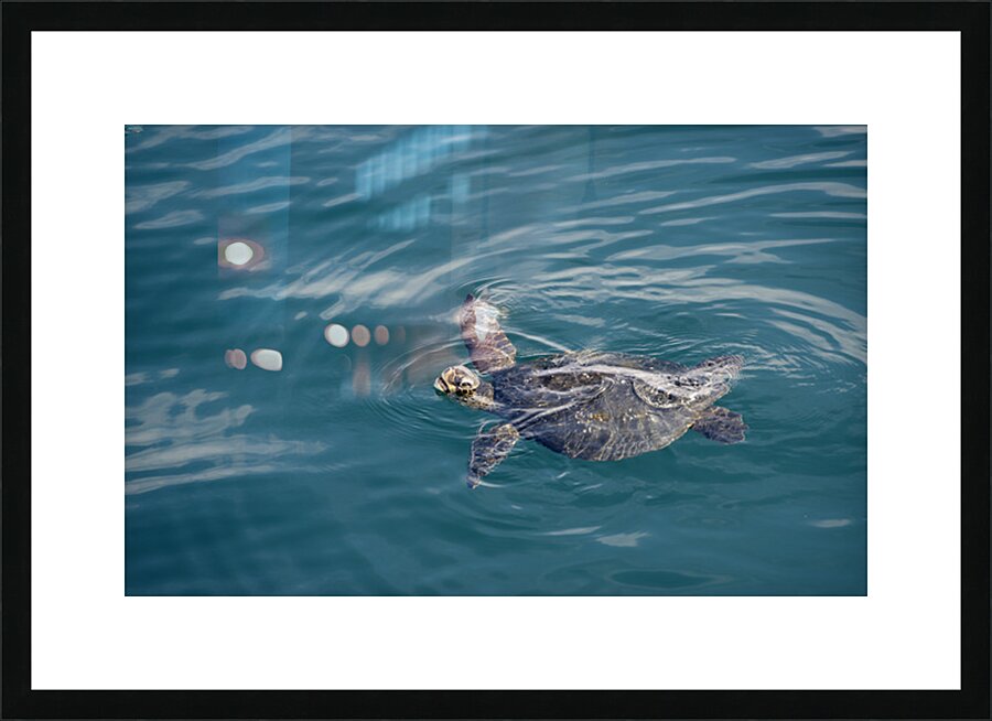 Galapagos green turtle. Isabela Island. Galapagos Islands. Ecuador Picture Frame print