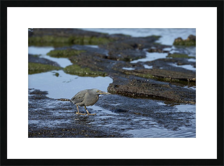 KO EC 13303a Picture Frame print