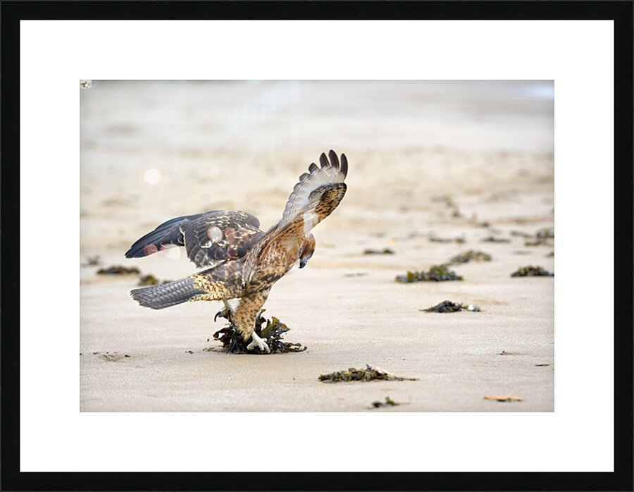 Galapagos Hawk landing on Espumilla Beach. Santiago Island. Galapagos Islands. Ecuador Picture Frame print