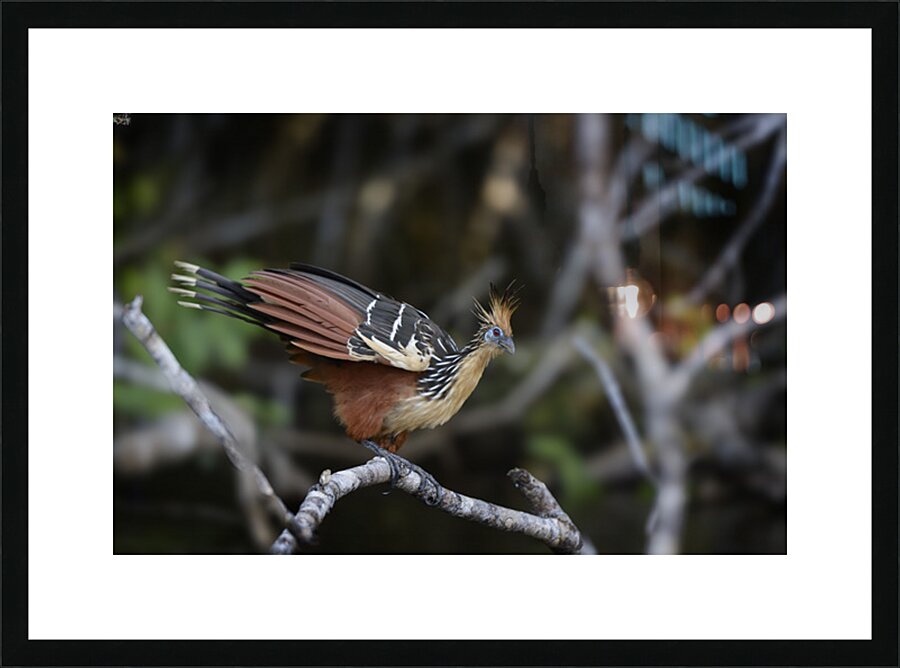 Hoatzin Opisthocomus hoazin on a branch over Lake Garzacocha Picture Frame print