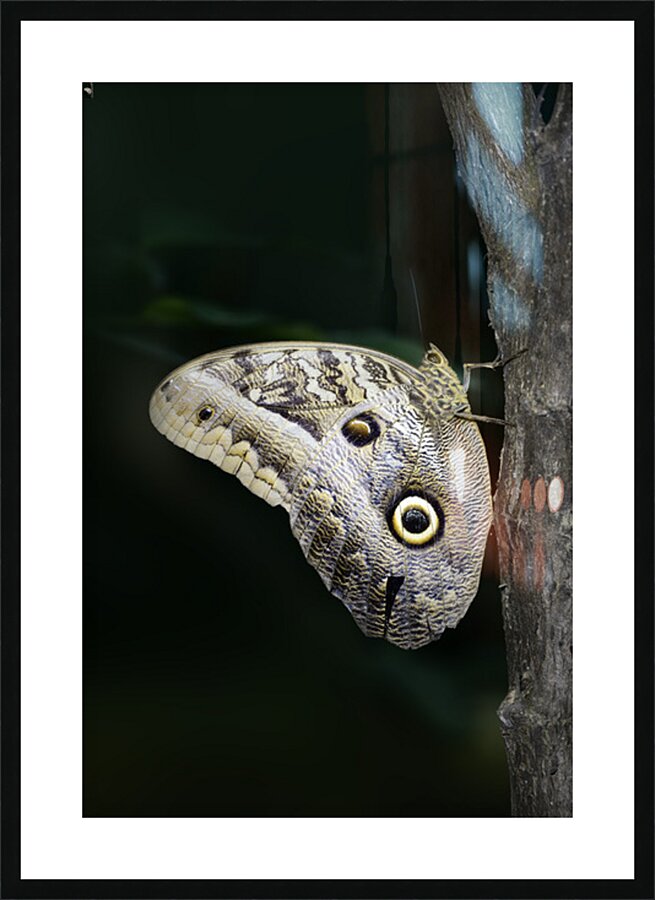 Owl butterfly Caligo idomeneus. Amazon. Ecuador Picture Frame print