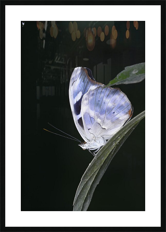 Butterfly at the La Selva Jungle Lodge butterfly farm Picture Frame print