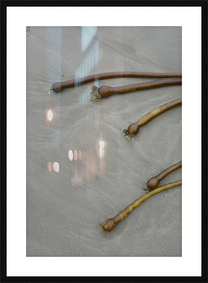 Bull kelp Florencia Beach Pacific Rim National Park Picture Frame print