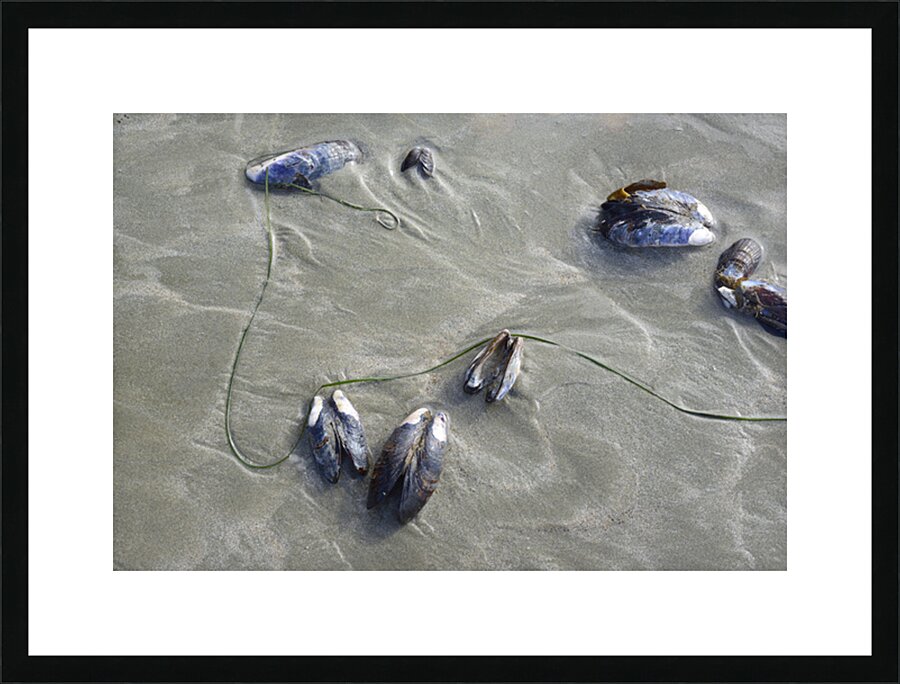Abstract photo of mussels on the sand Chesterman Beach Picture Frame print