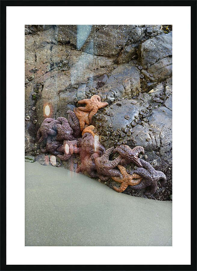 Sea stars on the rocks at Tonquin Beach Tofino Picture Frame print