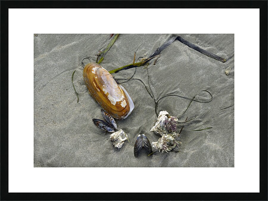 Chesterman Beach Vancouver Island British Columbia Picture Frame print