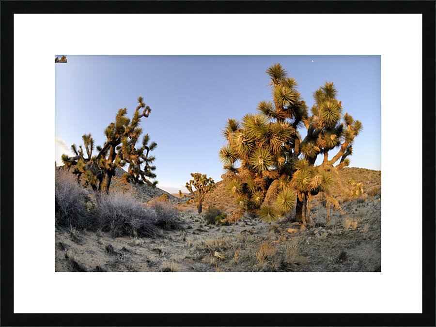 KO A11560 Picture Frame print